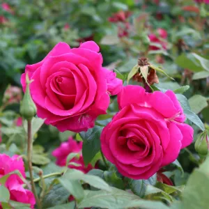 'Antike' Climbing Rose