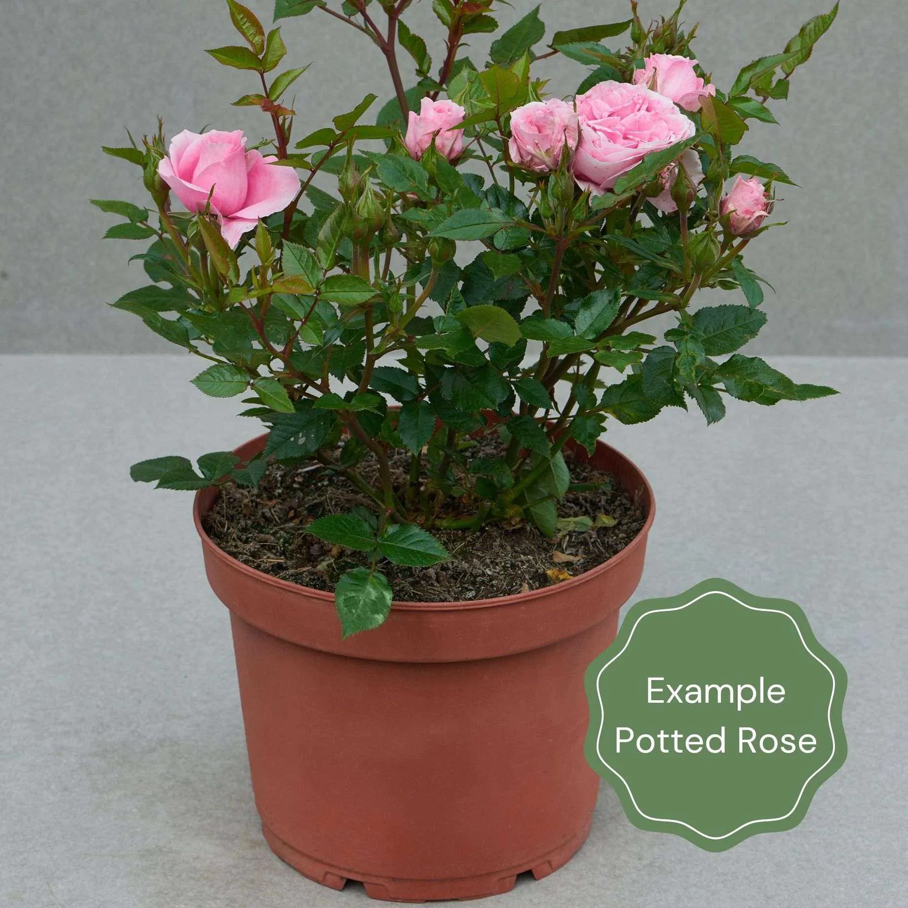 'Antike' Climbing Rose