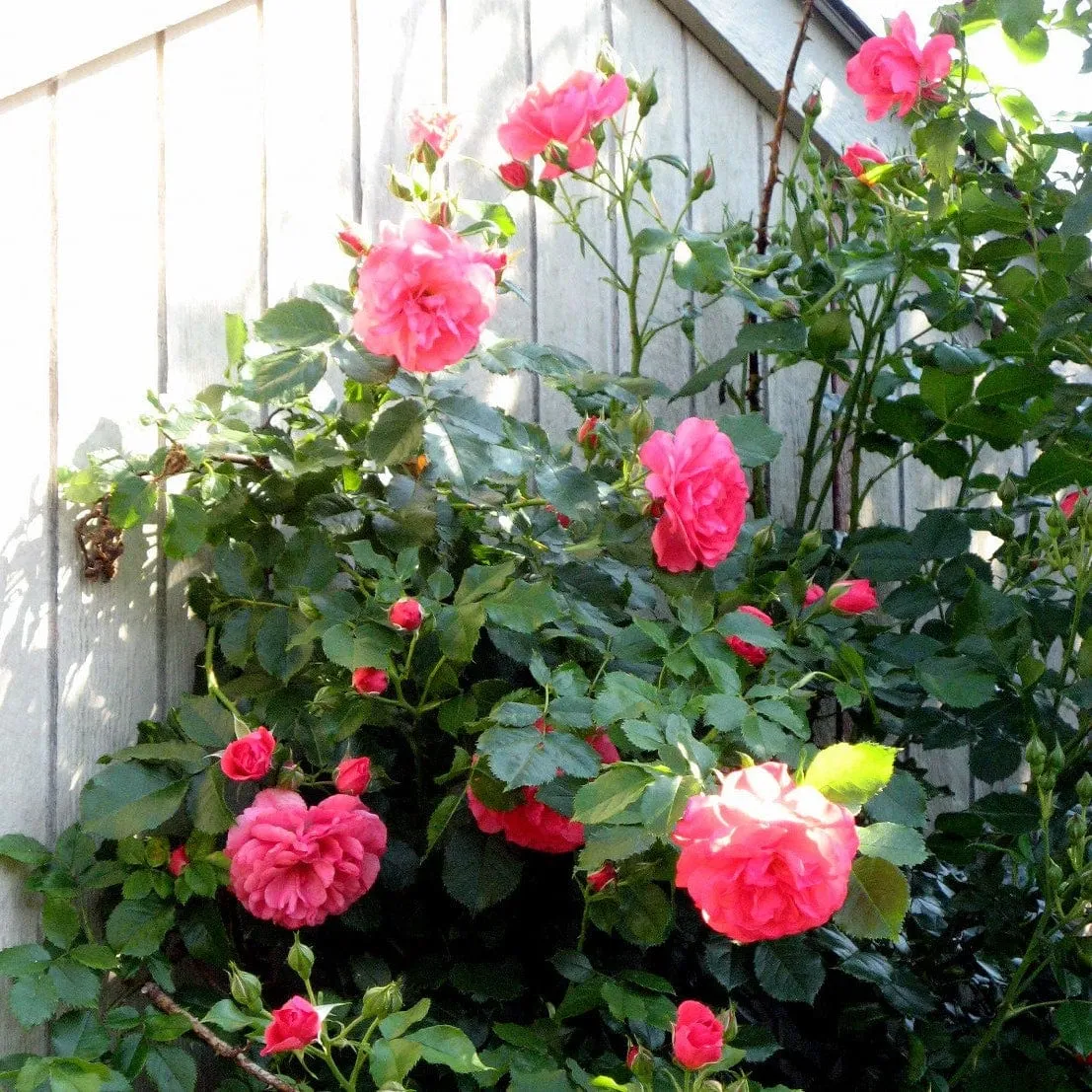 'Antike' Climbing Rose