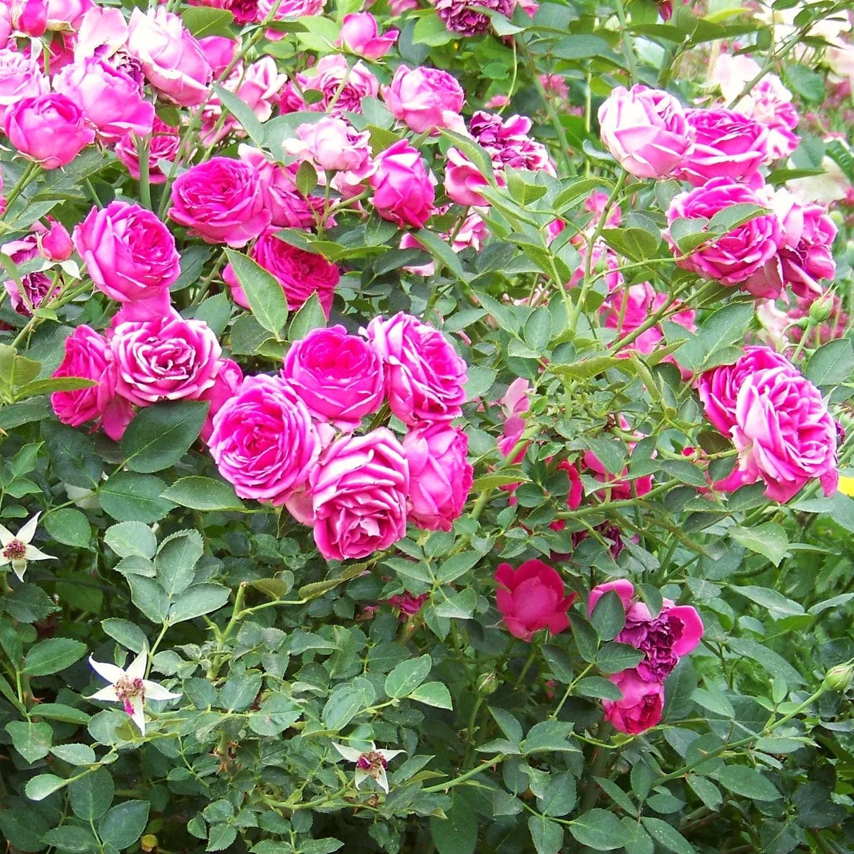 'Antike' Climbing Rose
