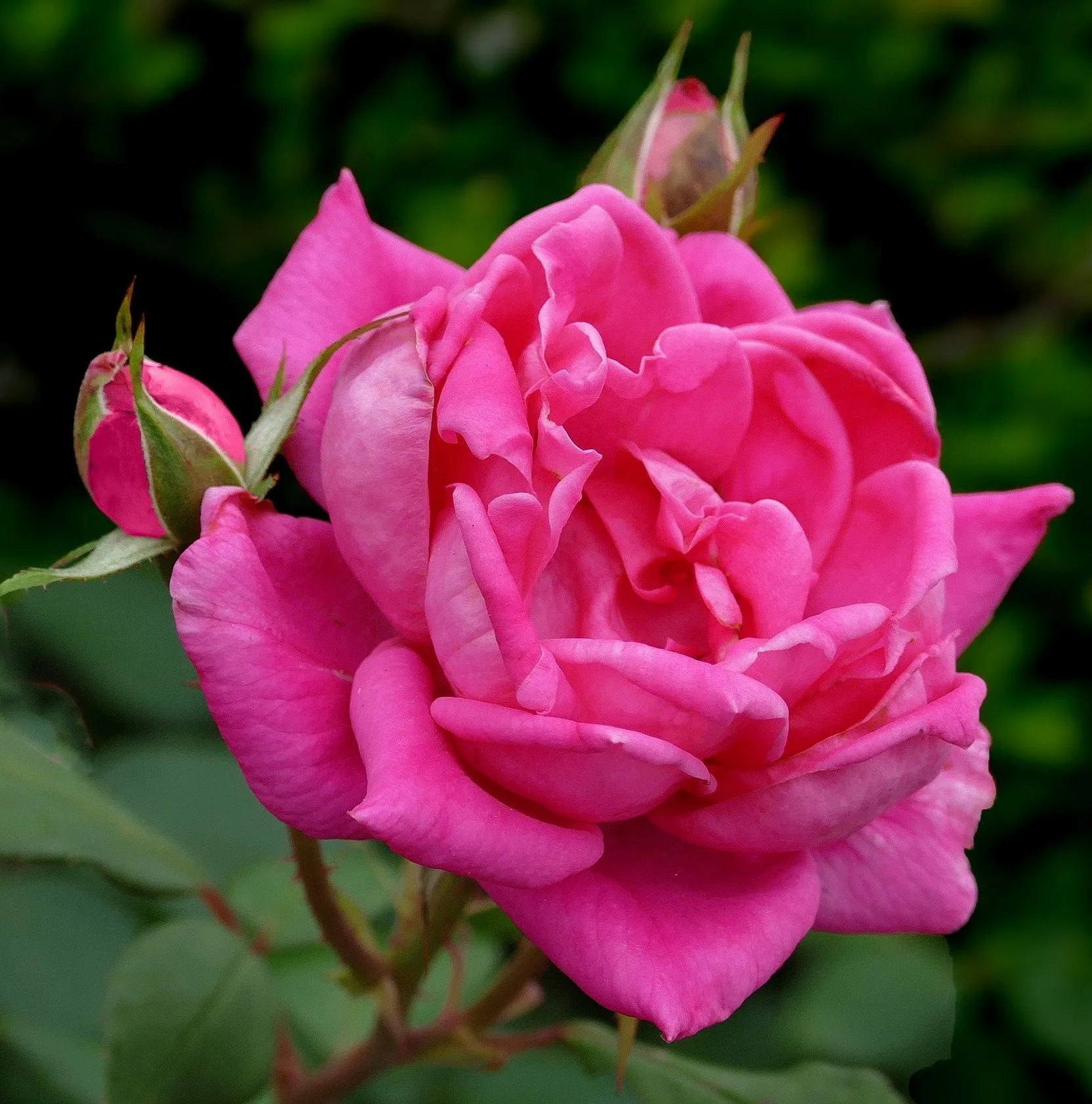 'Antike' Climbing Rose