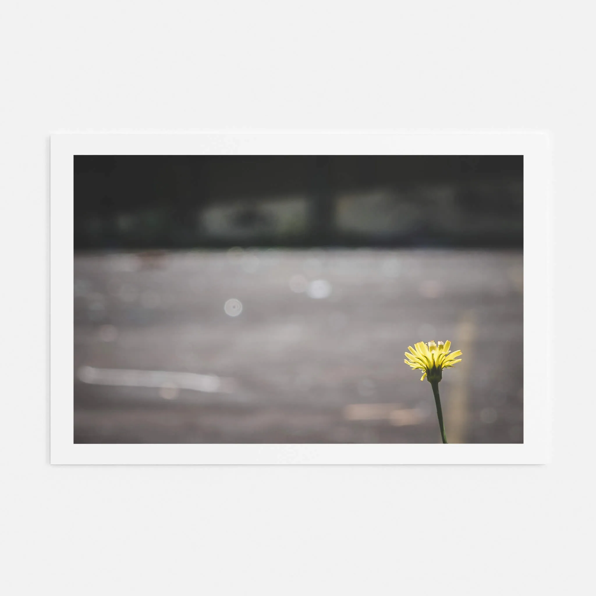 Flower | Macquarie Boys Technology High