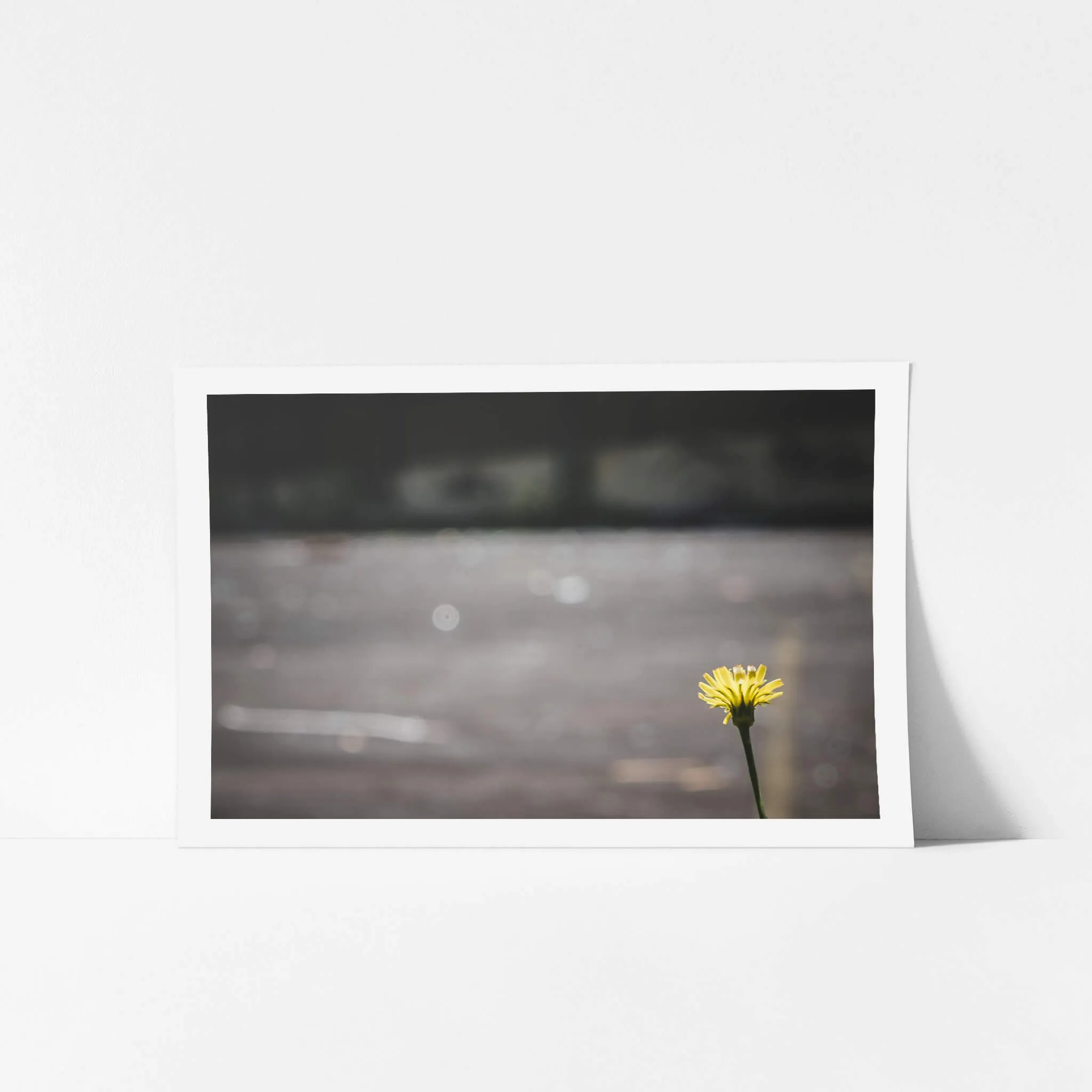 Flower | Macquarie Boys Technology High