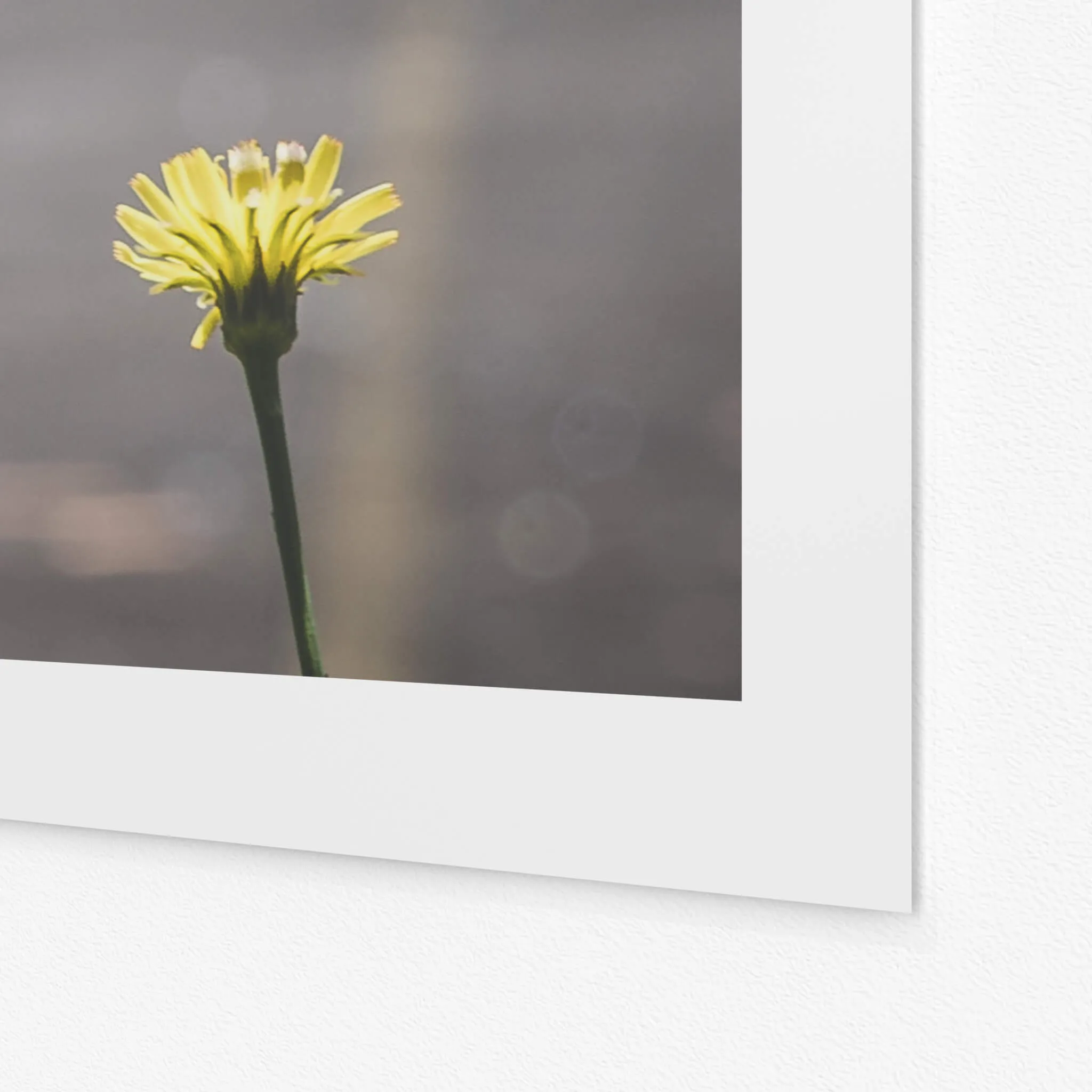Flower | Macquarie Boys Technology High