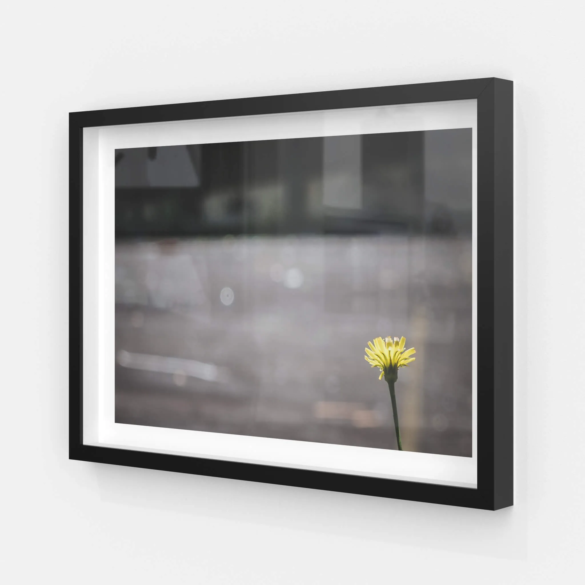 Flower | Macquarie Boys Technology High