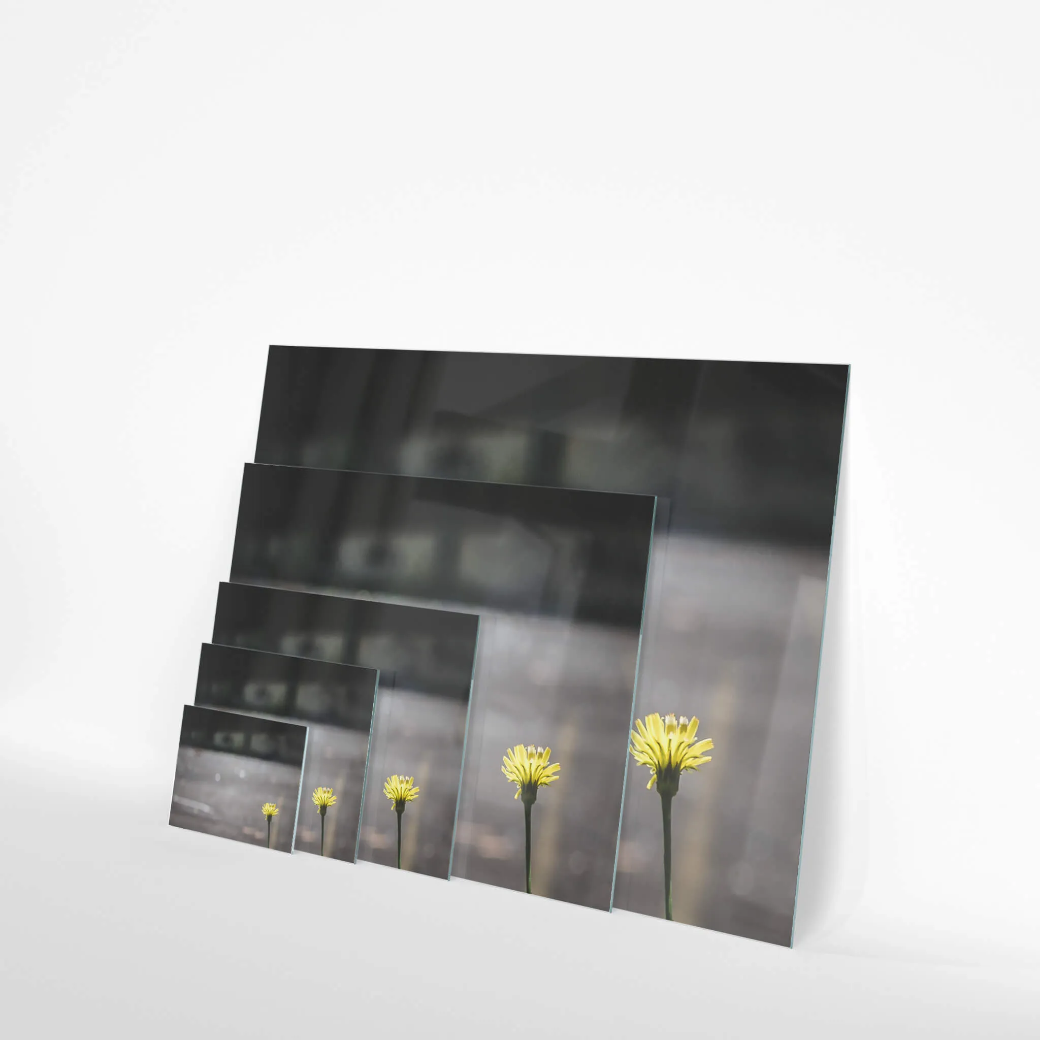 Flower | Macquarie Boys Technology High