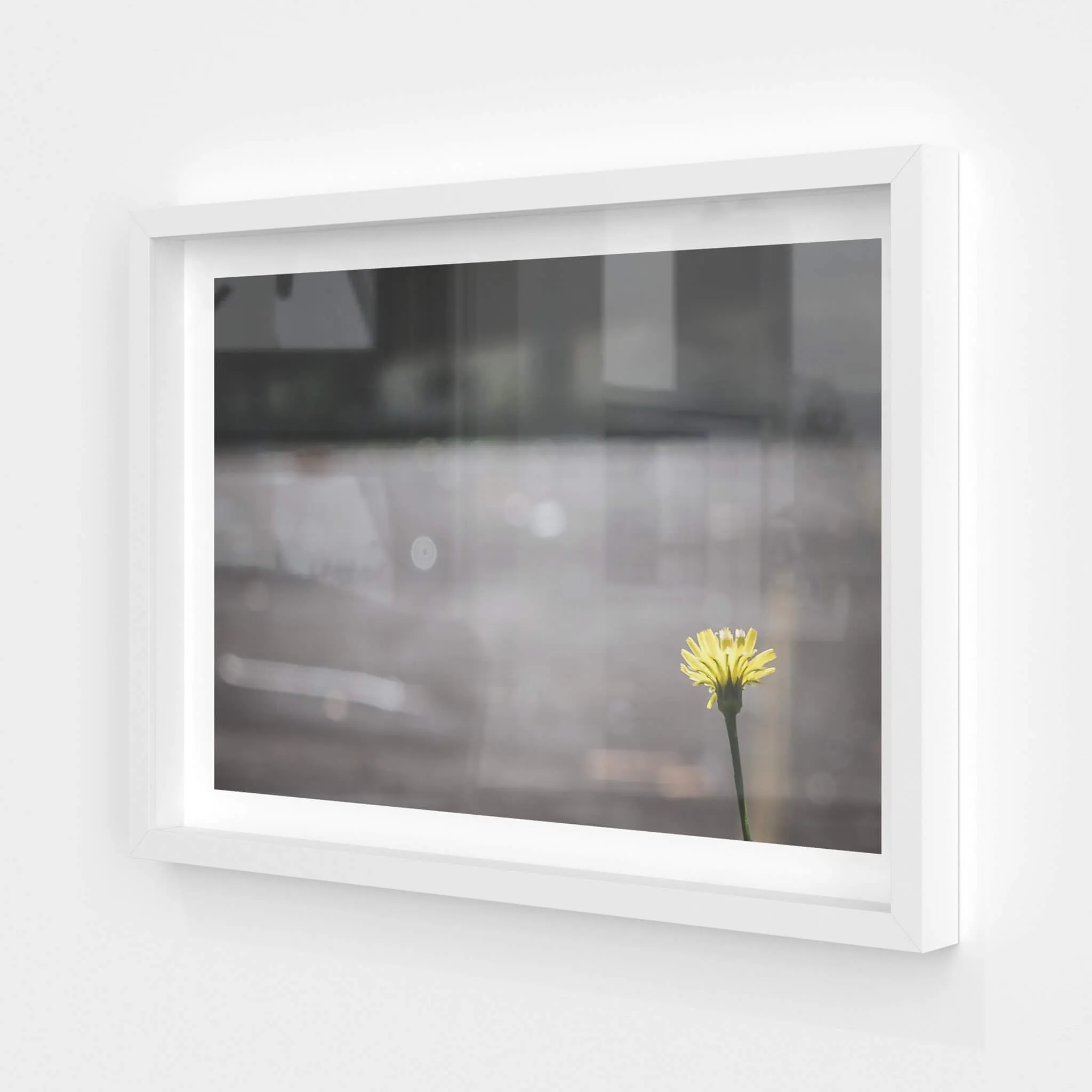 Flower | Macquarie Boys Technology High