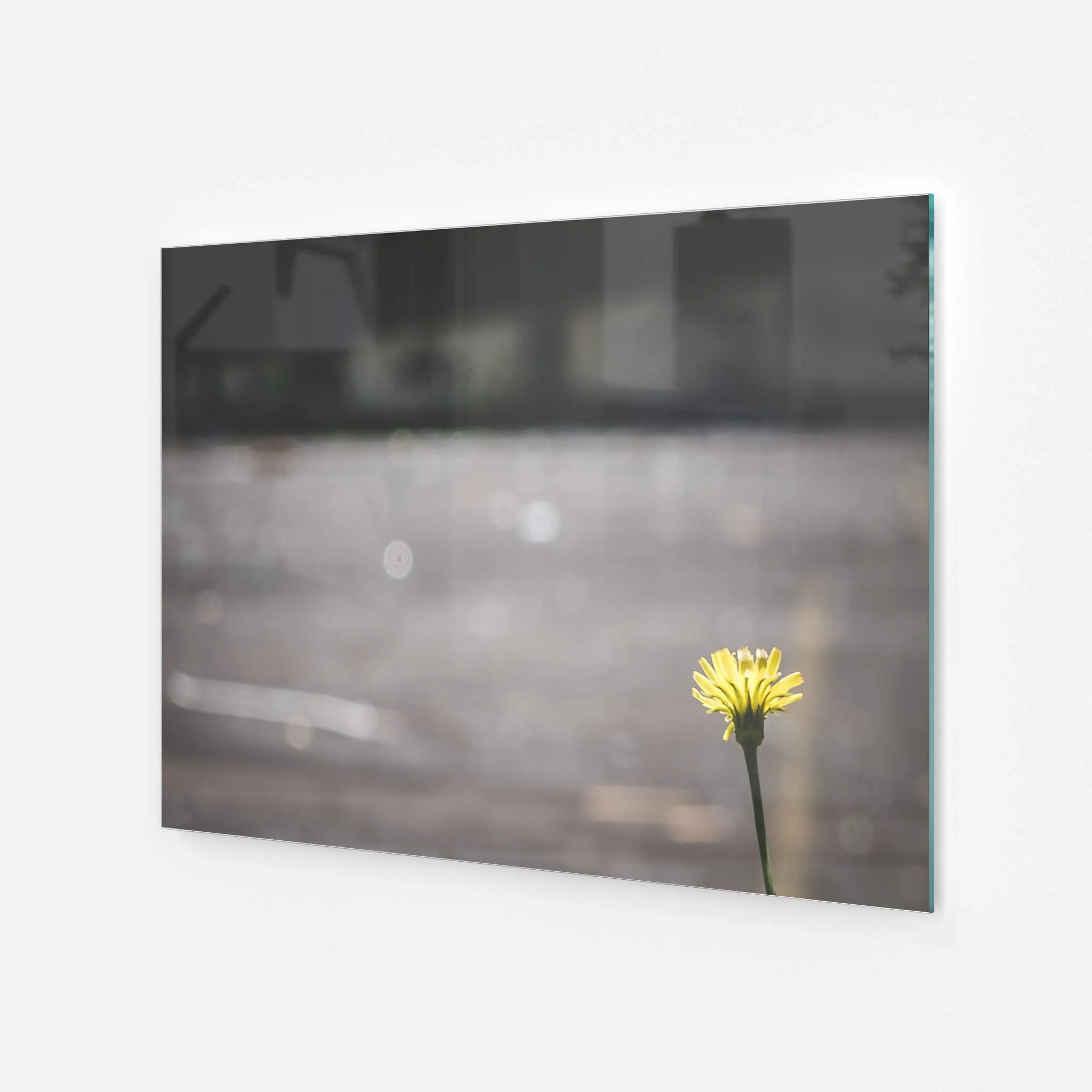 Flower | Macquarie Boys Technology High